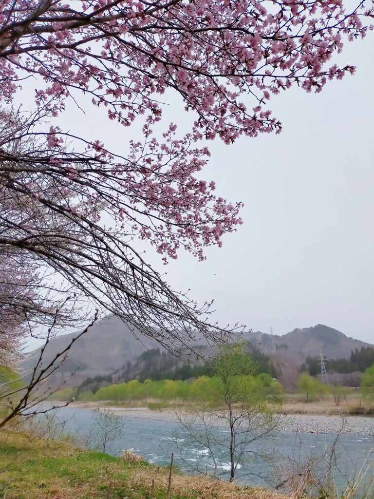 事務裏の河川敷の桜も咲きました。柳の芽吹きもきれいです。